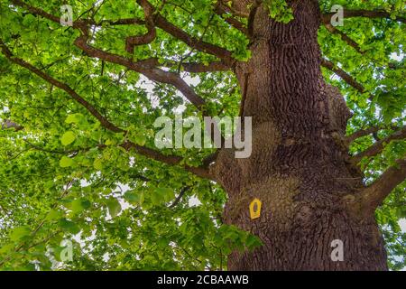 Eiche gemein, Stieleiche, Eiche englisch (Quercus robur. Quercus pedunculata), alte Eiche am Wald von Loki Schmidt bei Brahmsee, Deutschland, Schleswig-Holstein, Ahrensburg Stockfoto