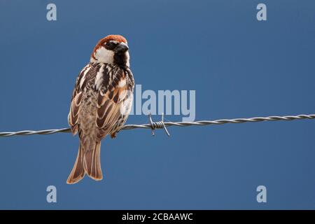 Haussperling (Passer domesticus), männlich auf Stacheldraht, Belgien Stockfoto