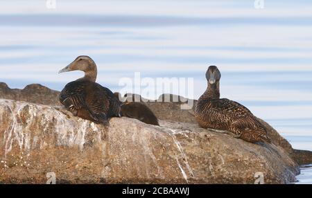 Gemeiner Eider (Somateria mollissima), zwei Mutterenten und zwei Enten, die auf Küstenfelsen ruhen, Dänemark Stockfoto