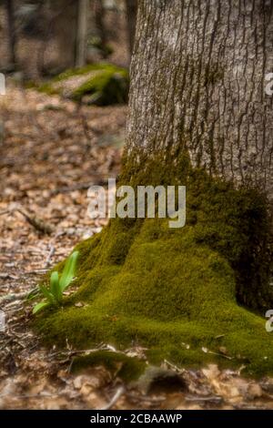 ASPETUCK TALWEG REDDING CONNECTICUT 06896 USA Stockfoto