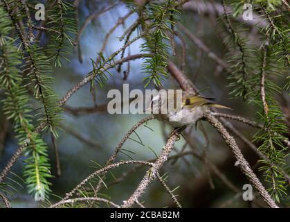 goldenes Königskinder (Regulus satrapa), Jugendlicher auf einem Zweig, USA, Alaska, Kenai Halbinsel Stockfoto