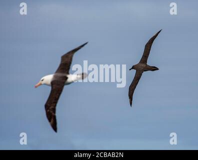 Sooty Albatros (Phoebetria fusca), Erwachsene Sooty Albatros fliegen über den südlichen Atlantik, zusammen mit Black-Browned Albatros, Tristan da Cunha Stockfoto