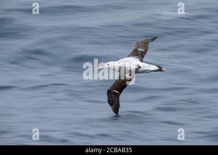 Antipodenalbatros (Diomedea antipodensis), fliegen über den subantarktischen Pazifischen Ozean, Neuseeland, Auckland Inseln Stockfoto