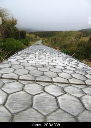 royal Albatross (Diomedea epomophora), Boardwalk zur Brutkolonie von Southern Royal Albatross in einem flachen Gebiet in den Bergen, der Mensch gemacht, um fragiles Land und Vegetation, Neuseeland, Campbell-Inseln überqueren Stockfoto