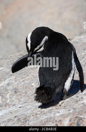Jackass Pinguin, Afrikanischer Pinguin, Schwarzfußpinguin (Spheniscus demersus), Präening Erwachsener, Südafrika, Western Cape, Simons Town, Boulders Beach Stockfoto