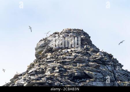 Chatham Albatross, Chatham mollymawk, Insel mollymawk (Thalassarche eremita), Kolonie auf der Pyramide, Neuseeland, Chatham-Inseln, Subantarktische Inseln, die Pyramide Stockfoto