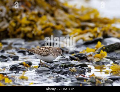 Kleinster Sandpiper (Calidris minutilla), leichter Morph Juvenile kleinster Sandpiper im sehr frischen Gefieder, USA, Alaska, Kenai Peninsula Stockfoto