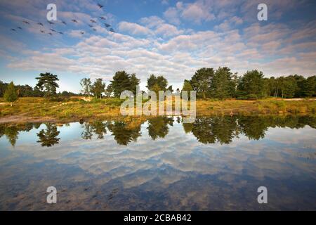 Brunssommerheide bei Sonnenaufgang, Niederlande, Limburg Stockfoto
