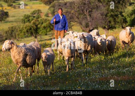 Hausschaf (Ovis ammon f. widder), Schafherde mit Hirte, Spanien, Extremadura Stockfoto