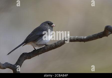 Dunkeläugiger junco (Junco hyemalis, Junco hyemalis hyemalis), männlich auf einem Zweig sitzend, USA, New Jersey, Mahwah Stockfoto