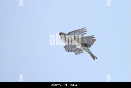 Rotauge, Rotauge (Carduelis flammea flammea, Acanthis flammea flammea), zwei Rotauge im Flug, Dänemark Stockfoto