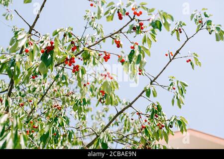 Rote Kirschfrüchte auf Ästen. Reife Beeren zwischen den Blättern. Stockfoto