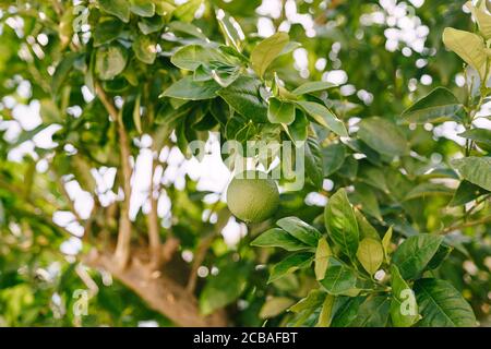 Eine Nahaufnahme der grünen unreifen Mandarine zwischen dem Laub auf den Ästen des Baumes. Stockfoto