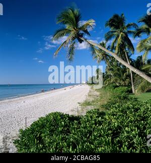 Palmen und weißer Sandstrand in der Nachmittagssonne, Naples, Florida, USA Stockfoto