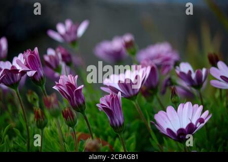 Seitenansicht eines Busches aus violetten Gänseblümchen (Dimorphotheca ecklonis) Oder Cape marguerite mit den Blütenstielen Stockfoto