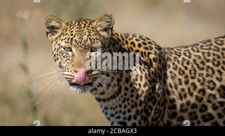 Halbkörper horizontale Ansicht des erwachsenen Leoparden mit schönen Augen Leckt seine Lippe in Khwai Okavango Botswana Stockfoto