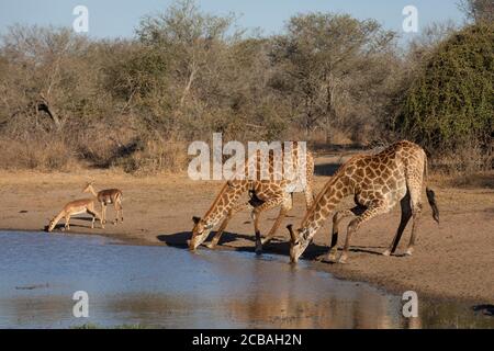 Zwei Erwachsene männliche Giraffe Trinkwasser in der Nähe von zwei Impalas in Das Nachmittagslicht im Kruger Park Südafrika Stockfoto