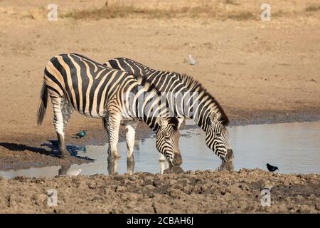 Zwei Erwachsene Zebras trinken Wasser aus einem Wasserloch mit Vögeln Um sie herum im Krüger Park Südafrika Stockfoto