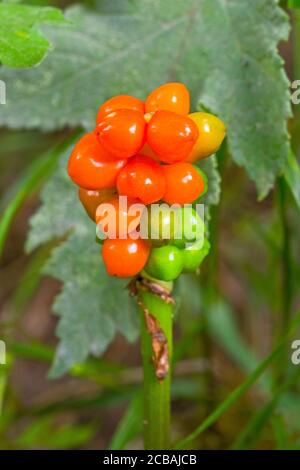 Reife Beeren von Herren und Damen oder Kuckuck Pint , (Arum maculatum.) Stockfoto