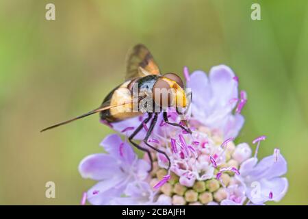 Weibliche Auerhühner, (Volucella pellucens,) Fütterung auf kleine Scheufling. Stockfoto