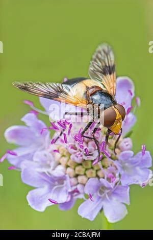 Eine weibliche Riedschweine, (Volucella pellucens,), die sich mit kleinen Kräuzen ernährt. Stockfoto