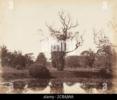 [Botanischer Garten, Kalkutta], 1850er Jahre. Stockfoto