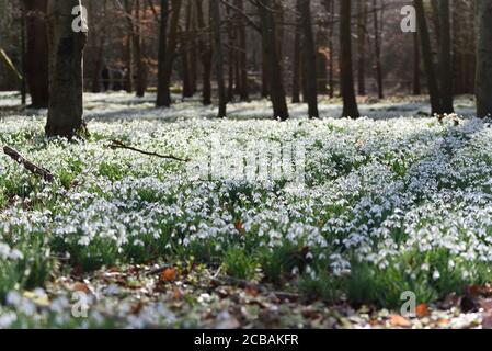Im Frühjahr blüht in einem Buchenwald im Welford Park in England die Ausstellung von tausenden Schneeglöckchen (Galanthus nivalis). Stockfoto