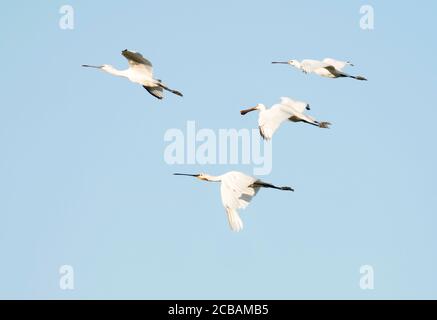 Eine Gruppe von 4 Löffeln (Platalea leucorodia) im Flug, Norfolk Stockfoto