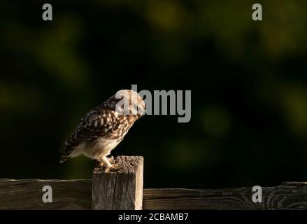 Eine junge kleine Eule (Athene noctua), die den frühen Morgensonne genießt, Norfolk Stockfoto