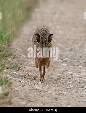 Ein brauner Hase (Lepus europaeus), der auf einem Schotterweg in Richtung Kamera, Norfolk, läuft Stockfoto