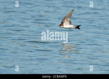 Ein Haus Martin (Delichon urbicum) Skimming tief über Wasser fangen Insekten, Norfolk Stockfoto