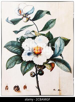 Blumen des Franklin-Baumes, Franklinia alatamaha, gemalt von William Bartram (1739-1823), einem amerikanischen Naturforscher, Sohn des Naturforschers John Bartram, der 1765 von König George III. Zum Royal Botanist für Nordamerika ernannt wurde. Im selben Jahr entdeckten John Bartram und sein Sohn William Franklinia, die in einem 2-3 Hektar großen Gelände entlang der Ufer des Altamaha River im Südosten Georgiens wachsen. Stockfoto