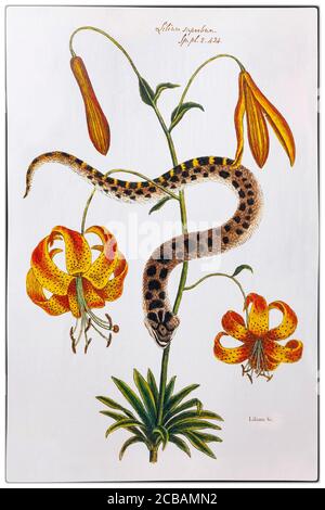 Lilium Superbum (American Tiger Lily) und Hog-Nose Snake, gemalt von William Bartram (1739-1823), einem amerikanischen Naturforscher, Sohn des Naturforschers John Bartram, der 1765 von König George III. Zum Royal Botanist für Nordamerika ernannt wurde. Stockfoto