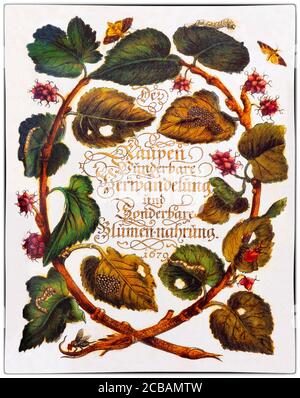 Maria Sibylla Merian (1647-1717) war eine in Deutschland geborene Naturforscherin und wissenschaftliche Illustratorin, eine Nachfahrin des Frankfurter Zweiges der Schweizer Merian-Familie. Merian war einer der ersten europäischen Naturforscher, der Insekten direkt beobachtete. Die Abbildung zeigt das Titelblatt zu dem ersten großen Werk des Künstlers, 'der Raupen wunderbare Verwandlung und andersartige Blumennahrung' (Trans: The Raupen' wonderful Transformation and strange Flower Food) Stockfoto