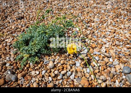 Ein blühender Yellow Horned Poppy am Kiesstrand in Dungeness, Kent, England Stockfoto