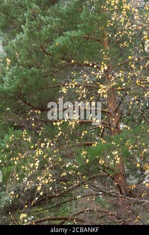 Pinie Pinus sp und Pappel Populus nigra. Ordesa und Monte Perdido Nationalpark. Pyrenäen. Huesca. Aragon. Spanien. Stockfoto