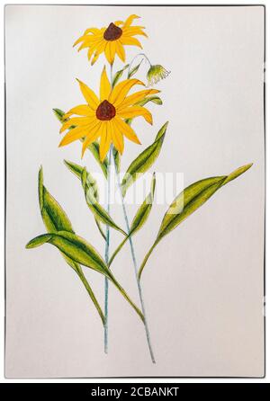 Rudbeckia laciniata, Coaka coneflower, ist eine Art der Aster-Familie (Asteraceae), die in Nordamerika beheimatet ist. Gezeichnet von Helena Sarle (1867–1956), einer amerikanischen Künstlerin, wurde sie 1882 mit fünfzehn Jahren Shaker und trat der Gemeinschaft in Canterbury, New Hampshire, bei. Sie litt unter schlechter Gesundheit und um ihr etwas Beschäftigung zu verschaffen, bat der ältere Shaker sie, einheimische Pflanzen für die Erstellung eines Lehrbuchs zu illustrieren, das in der Dorfschule verwendet werden sollte. Trotz keiner künstlerischen Ausbildung produzierte sie über 180 Zeichnungen und später zwei botanische Bücher. Stockfoto
