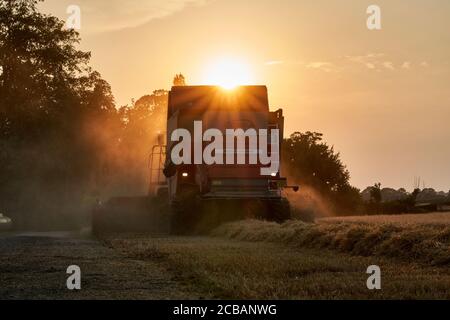 Rückansicht eines Massey Ferguson Mähdreschers Ernte in Ein Gerstenfeld im Abenduntergang mit sunstar-Effekt Darüber Sonnenstrahlen durch Staub Stockfoto