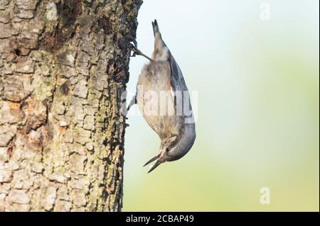 Sitta europaea. Holzkuttern ist ein einzigartiger Vogel, aufgrund seiner Fähigkeit, durch Baumstämme abzusteigen. Stockfoto