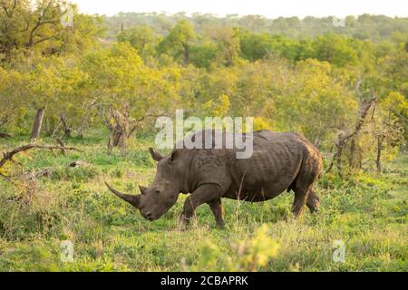 Erwachsenes weißes Nashorn mit großem Horn, das durch grünen Busch läuft Im Kruger Park Südafrika Stockfoto