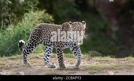 Erwachsene weibliche Leopard horizontale Ganzkörperportrait zu Fuß in Masai Mara Kenia Stockfoto