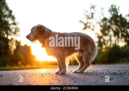 Ein schmutziger streunender Hund sitzt auf der Straße in der Hintergrund der untergehenden Sonne Stockfoto