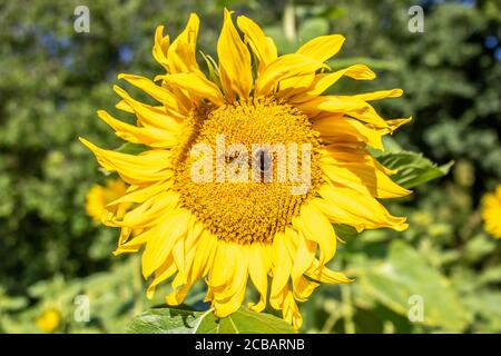 Hummel, die Nektar von der Sonnenblume sammelt Stockfoto