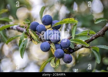 Schlehe Beeren reifen in der Sommersonne Stockfoto