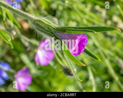 Gemeiner Maismuschel in einer Wildblumenwiese auf einem Sommer Tag Stockfoto