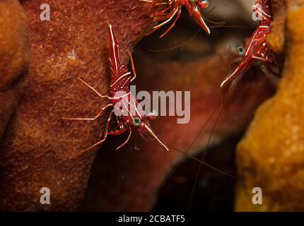 Durban Hinge-Schnabel Shrimp, Rhynchocinetes durbanensis, auf Schwamm im Korallenriff in Tulamben, Bali, Indonesien Stockfoto