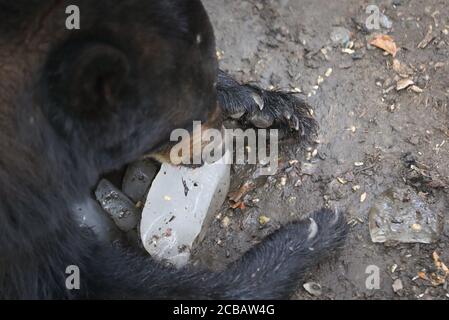 12. August 2020, Niedersachsen, Osnabrück: Ein Schwarzbär kühlt in der Hitze mit einer Eisbombe im Zoo ab. Foto: Friso Gentsch/dpa Stockfoto