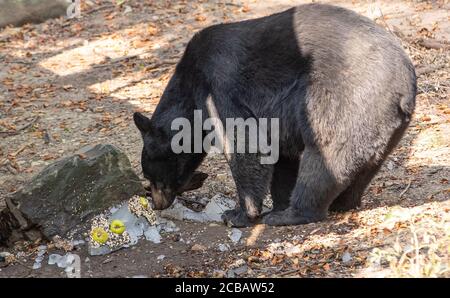 12. August 2020, Niedersachsen, Osnabrück: Ein Schwarzbär kühlt in der Hitze mit einer Eisbombe im Zoo ab. Foto: Friso Gentsch/dpa Stockfoto