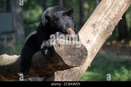 12. August 2020, Niedersachsen, Osnabrück: Ein Schwarzbär liegt in intensiver Hitze auf einem Baumstamm im Zoo. Foto: Friso Gentsch/dpa Stockfoto