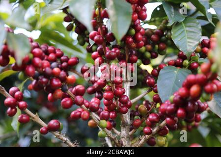 SANTA ANA, EL SALVADOR - 19. Dez 2016: Kaffeeplantage bereit für die Ernte Stockfoto